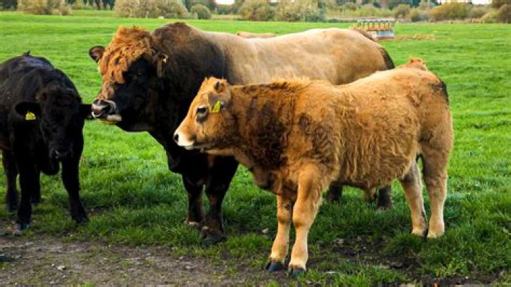 Are Aubrac cattle any good?