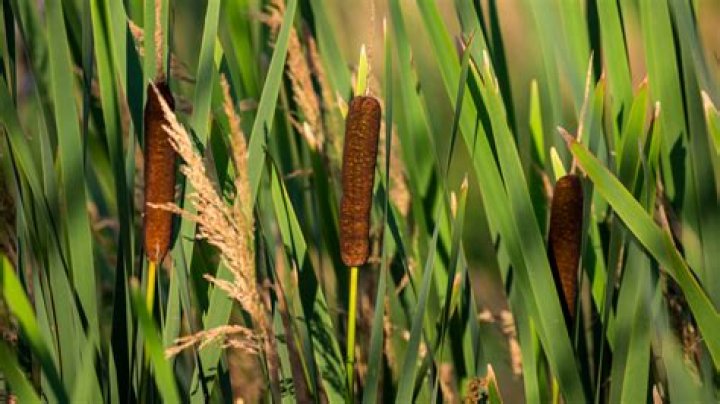 Are cattails and bulrushes the same thing
