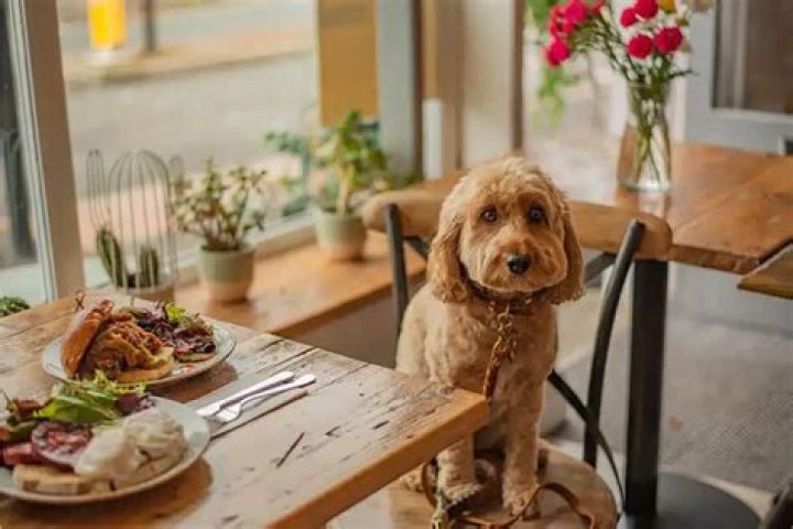Are dogs allowed in restaurants in Los Angeles?