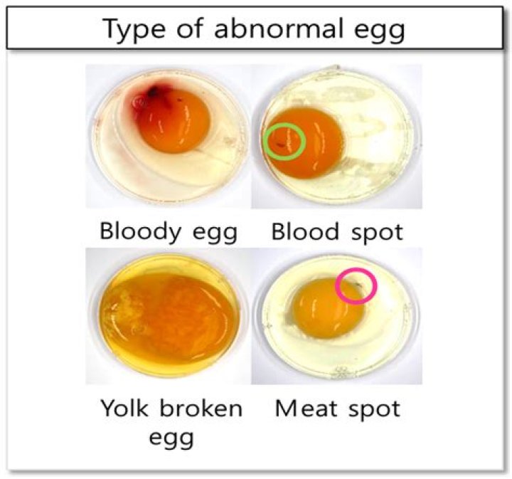 Are eggs with meat spots safe to eat