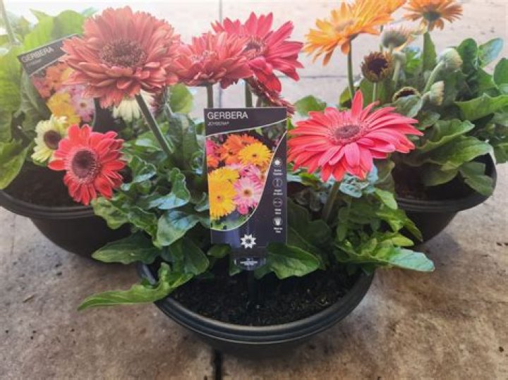 Are gerbera Jamesonii perennials?