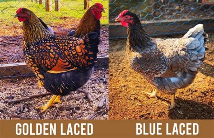 Are Golden Laced Wyandottes friendly
