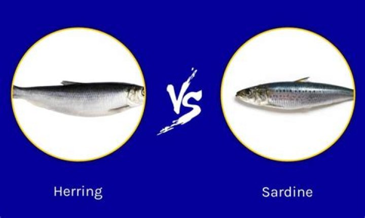 Are herring and sardines the same?