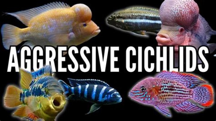 Are Mayan cichlids aggressive?