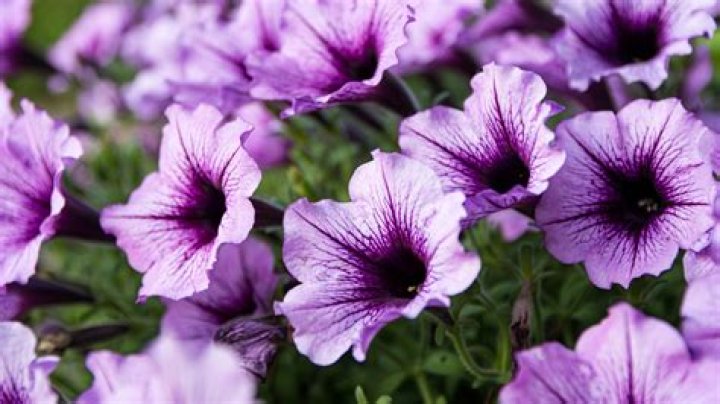 Are Supertunias Wave petunias