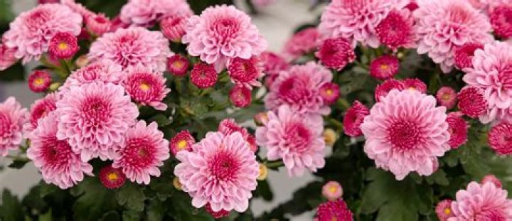 Are there any mums that are perennials?