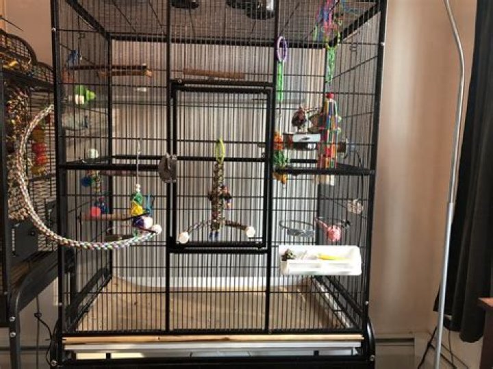 Can a cage be too big for a parakeet