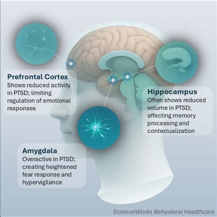 Can a damaged hippocampus be repaired?