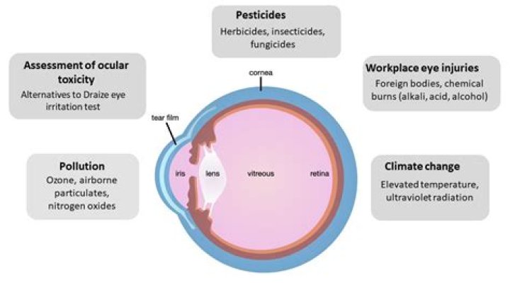 Can a flashlight cause eye damage when shined into the eye?