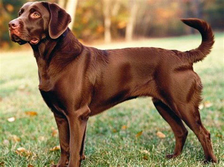 Can a yellow Lab have a chocolate lab?