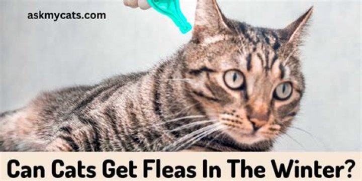 Can cats get fleas in the winter?