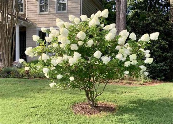 Can hydrangeas grow in Southern California