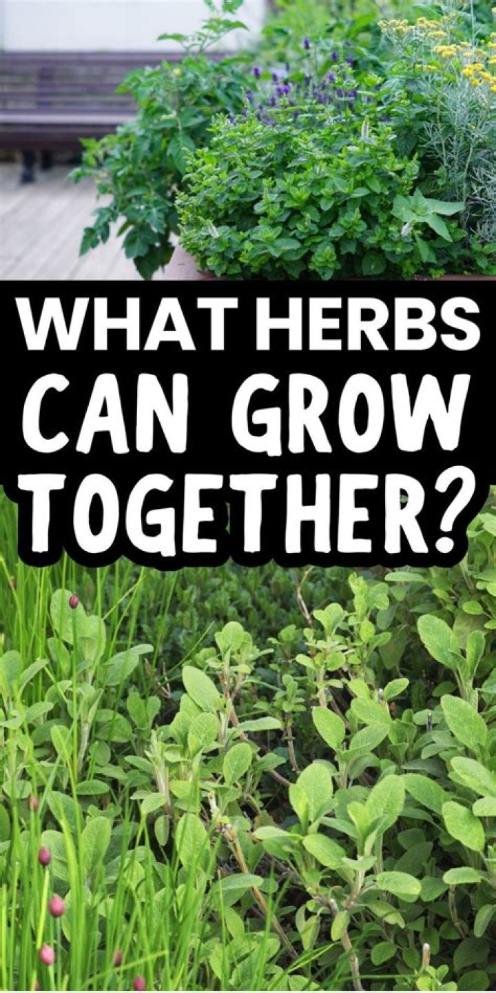 Can I grow my herbs outside?