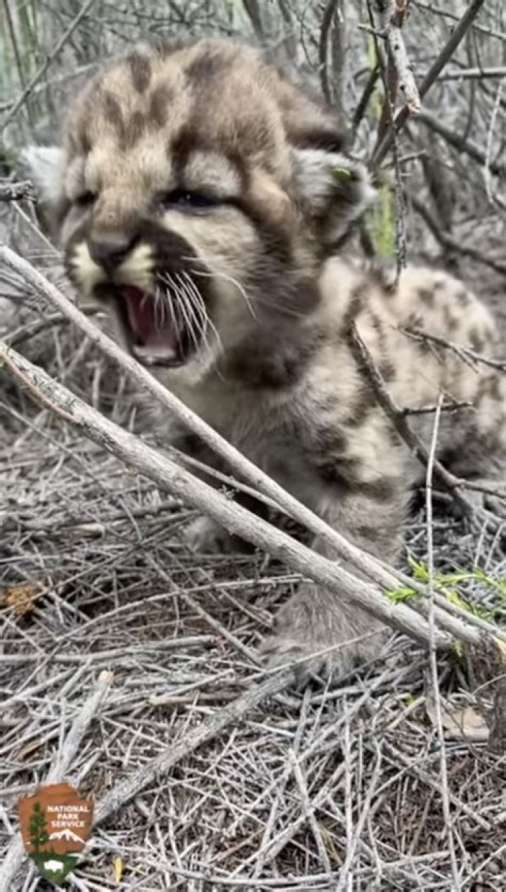 Can mountain lions purr?
