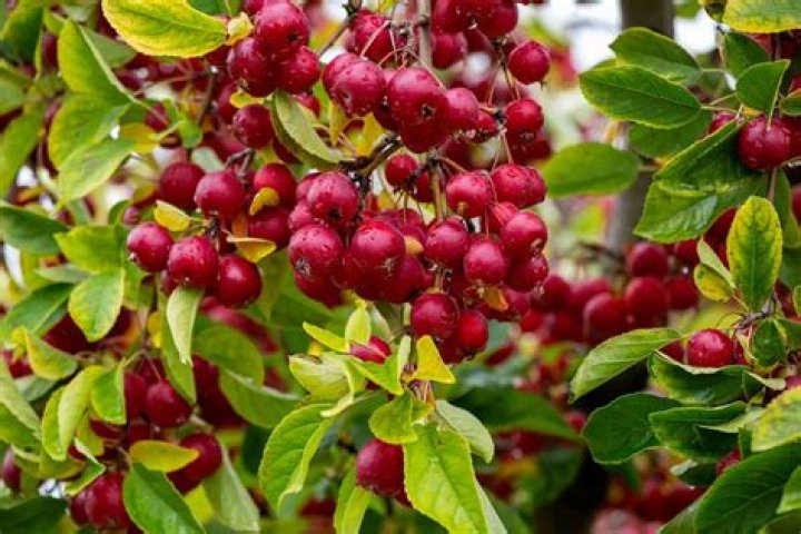 Can ornamental crabapples be used for jelly?