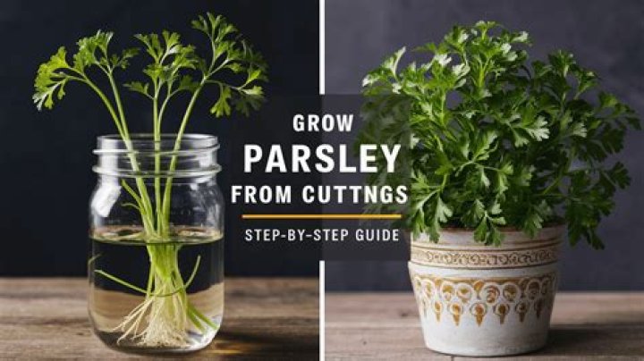 Can parsley grow in water?
