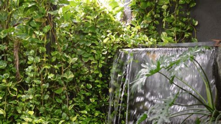 Can pothos live outside in summer