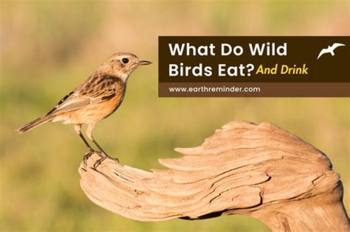 Can wild birds eat sponge cake?