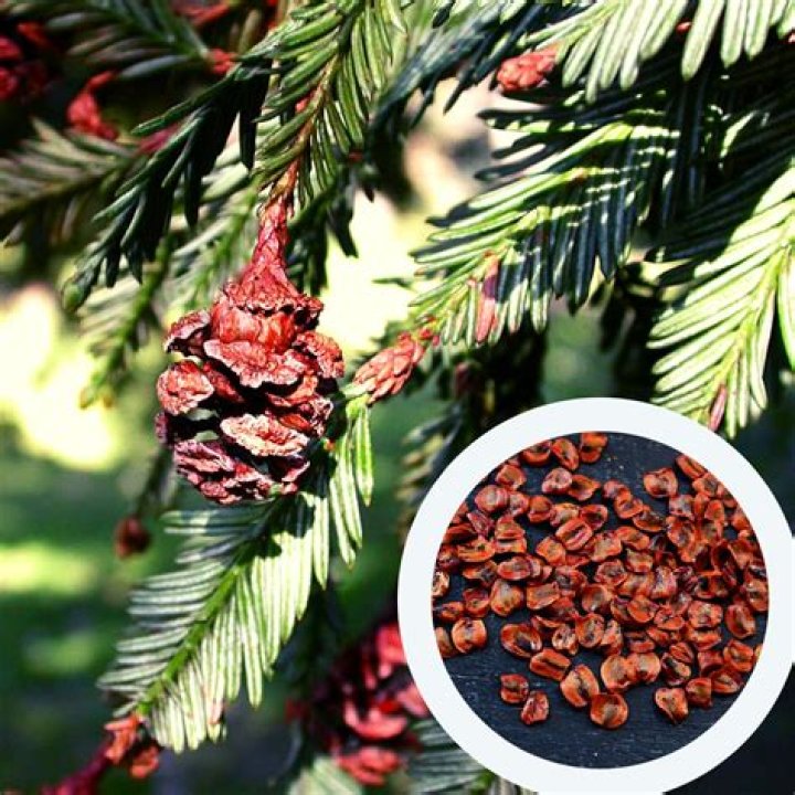 Can you buy Redwood Seeds