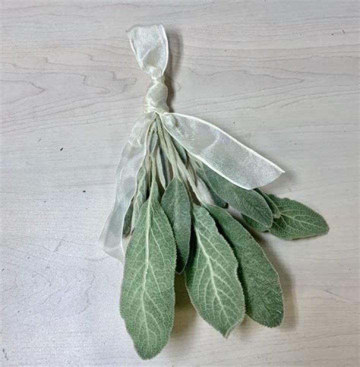 Can you dry lambs ear