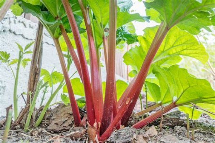 Can you eat Chilean rhubarb