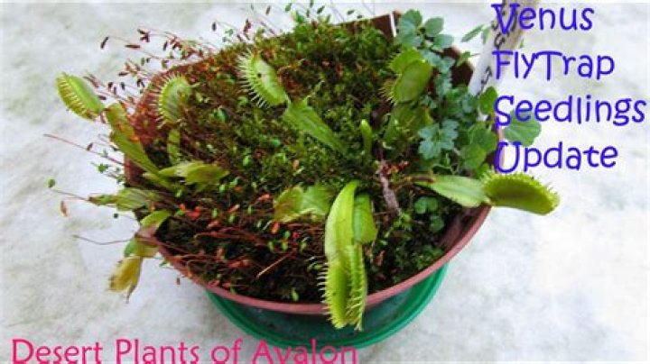 Can you grow Venus fly traps in Florida