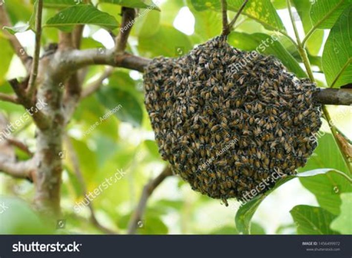 Can you harvest a wild beehive?