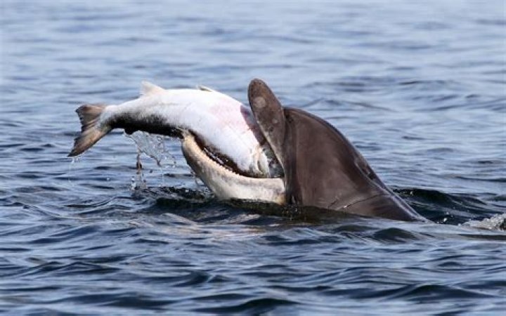Can you legally eat a dolphin?