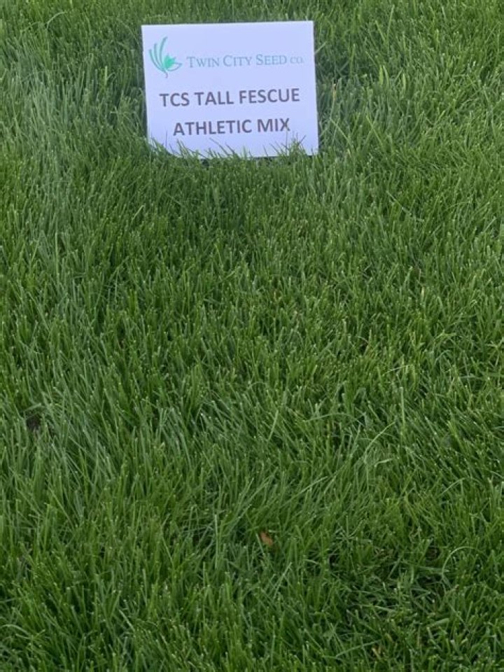 Can you mix fescue and ryegrass