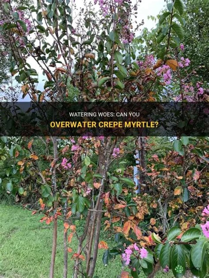 Can you over water crepe myrtles?