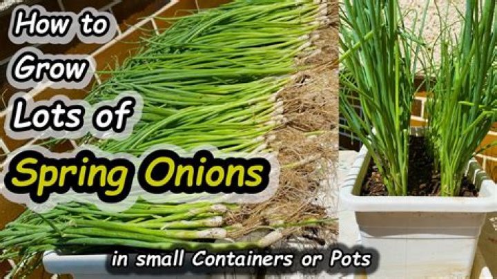 Can you replant spring onions