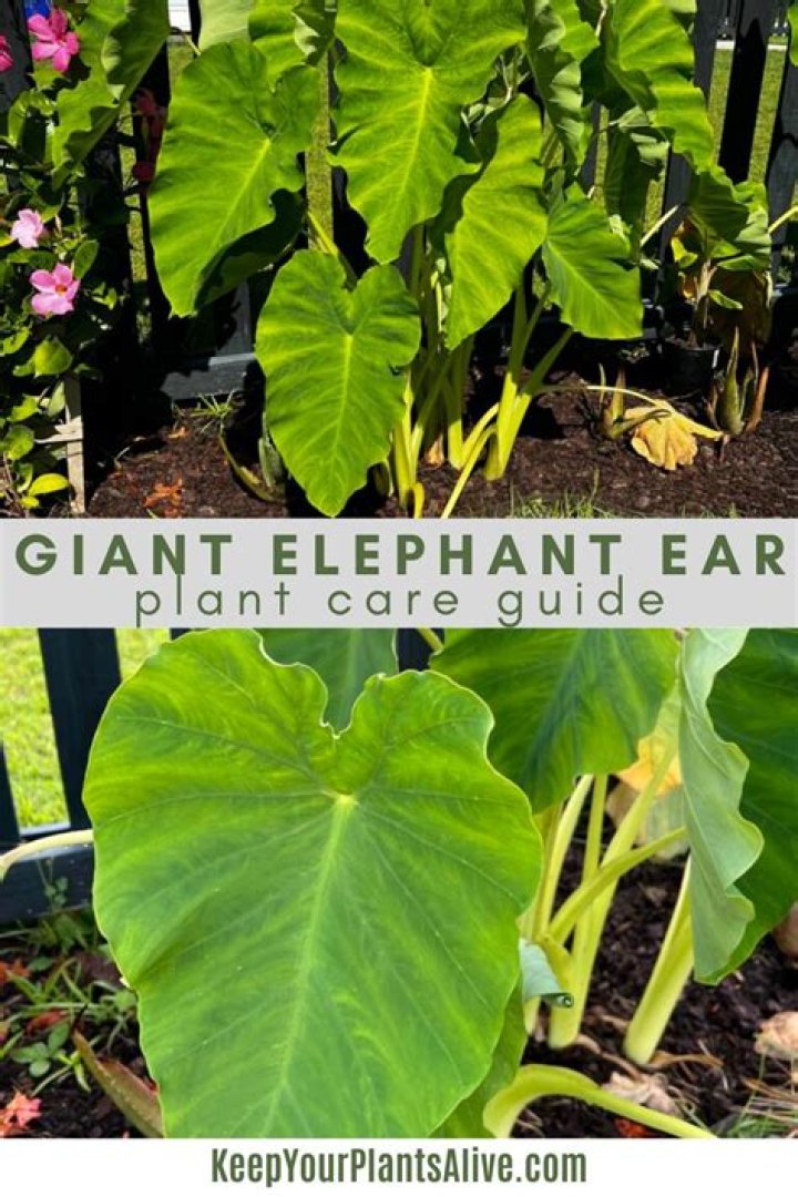 Can you root elephant ears