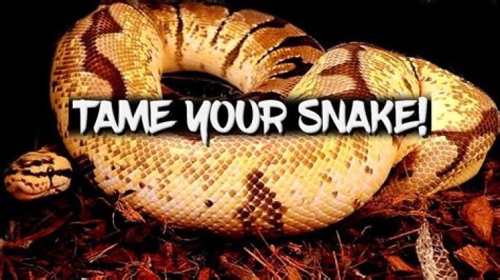 Can you tame a snake in wow?