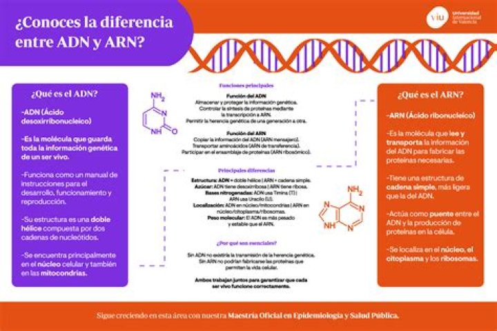 Cuales son las 3 Diferencias entre ADN y ARN?