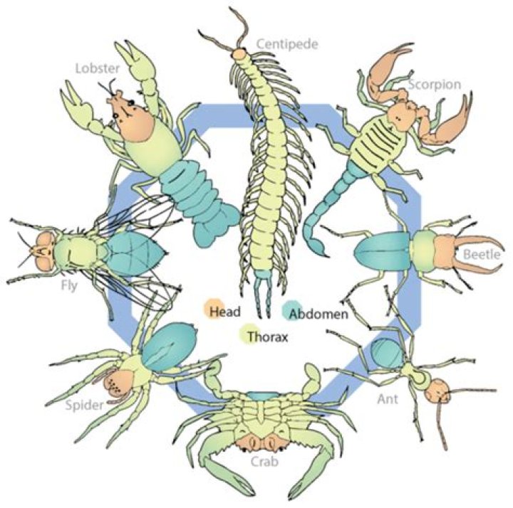 Do all arthropods have 3 main body parts?