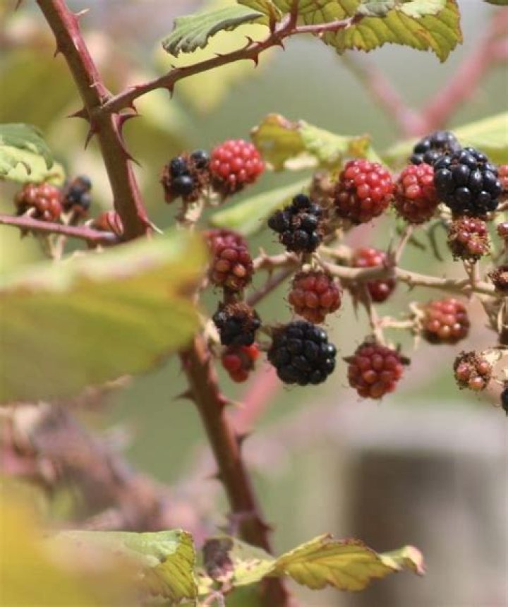 Do all blackberries have thorns