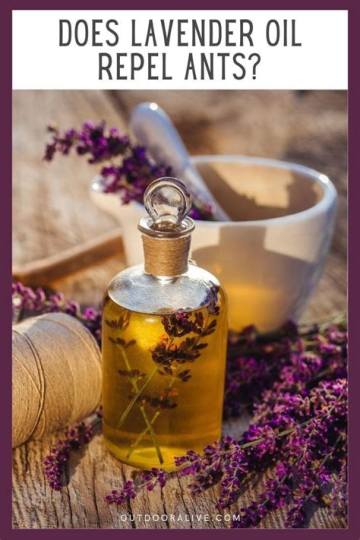 Do ants hate lavender oil