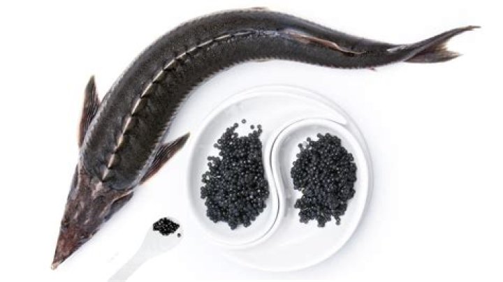 Do beluga whales have caviar