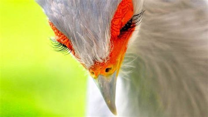 Do birds have eyelashes?