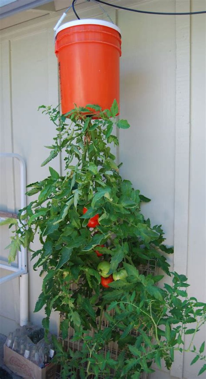 Do hanging tomatoes grow better?