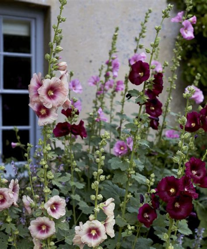 Do hollyhocks multiply