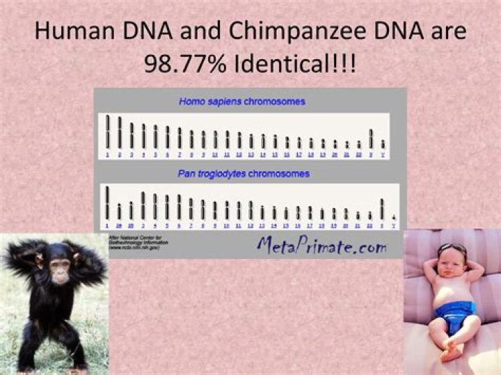 Do humans share 99% DNA?