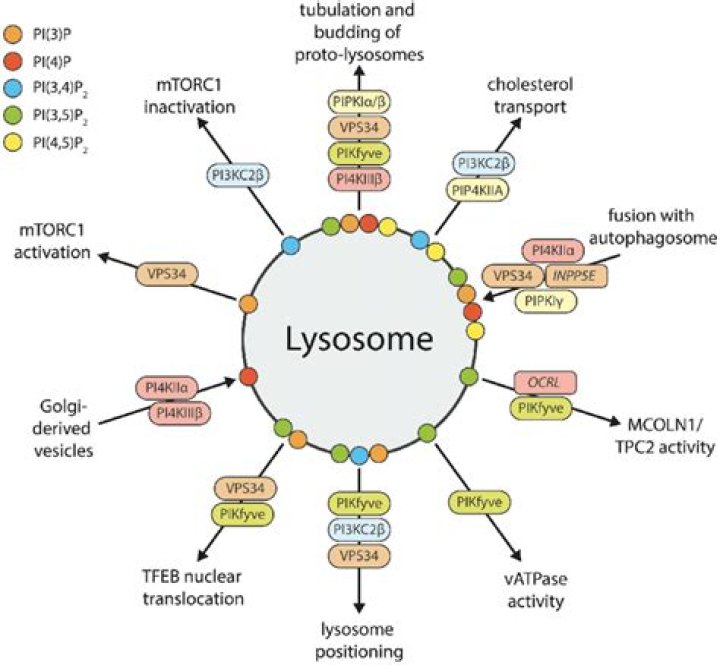 Do lysosomes secrete enzymes