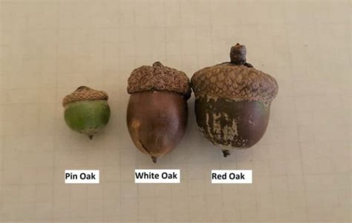 Do northern pin oaks have acorns?