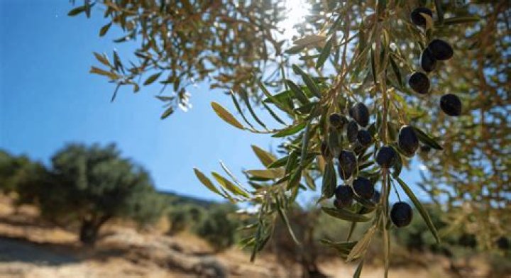 Do olives grow in Ukraine?
