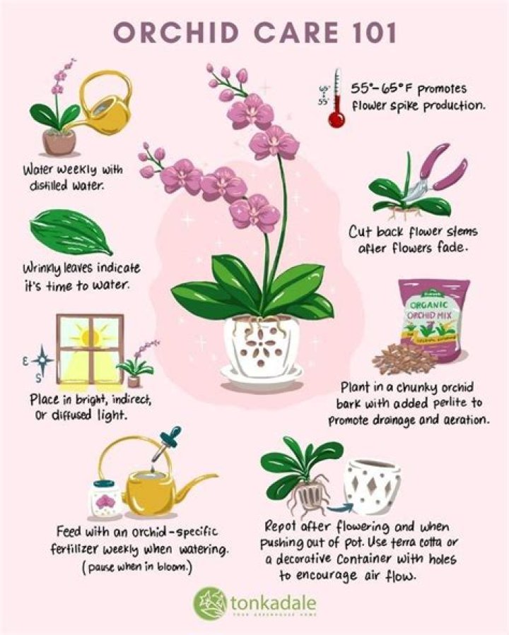 Do orchids need fresh air