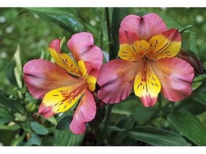Do Peruvian lilies smell