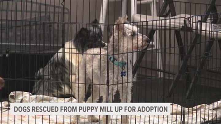 Do puppy mill puppies have health issues?