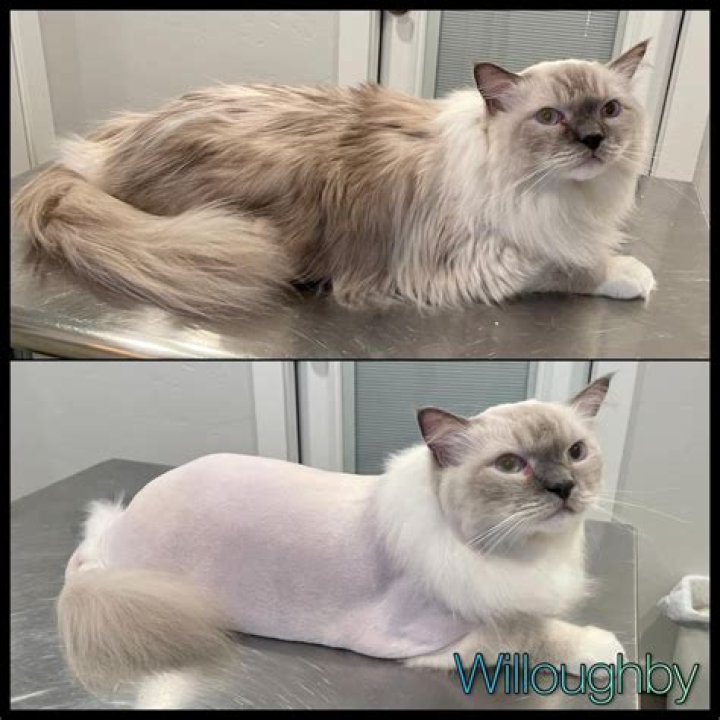 Do ragdolls need haircuts?