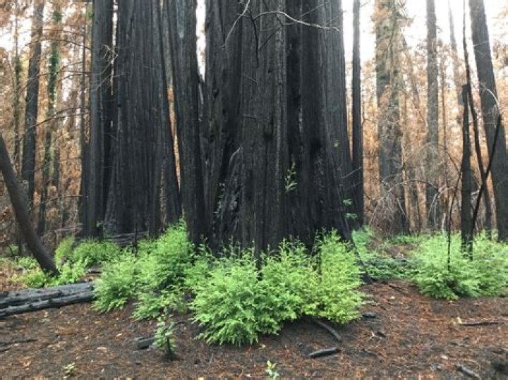 Do Sequoias need fire to reproduce